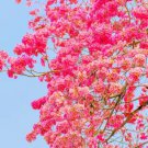 Fresh Pink Trumpet Tree Seeds For Planting 30 Seeds Tabebuia Rosea Garden