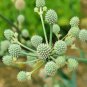 Fresh Rattlesnake Master Seeds For Planting (100+ Seeds) Hardy Herbaceous Perennial Garden