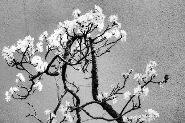 Fresh Cherry Tree Bonsai Seeds For Planting 20 Seeds Garden