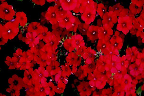 Fresh 200+ Texas Red Phlox Seeds Stunning Red Wildflower Made In Usa Garden