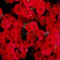 Fresh 200+ Texas Red Phlox Seeds Stunning Red Wildflower Made In Usa Garden