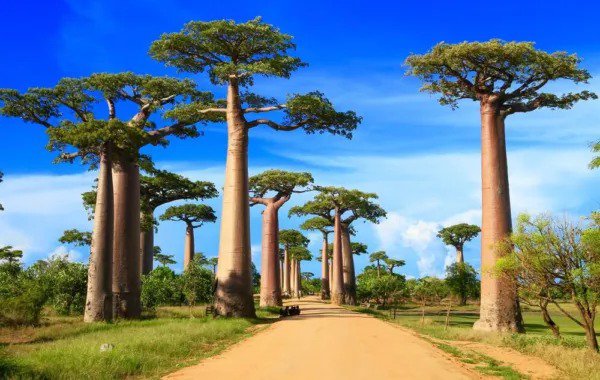 Fresh African Baobab Bonsai Tree Seeds 5 Seeds To Grow Highly Prized Baobab Tree Garden