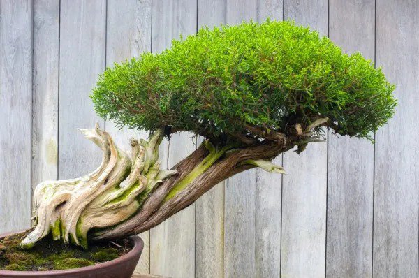 Fresh Thuja Evergreen Bonsai Tree Seeds Western Red Cedar Thuja Plicata 30 Seeds Garden
