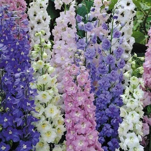Fresh Mixed Delphinium Flower Seeds 100+ Seeds Grow Stately Delphinium Wildflowers Garden