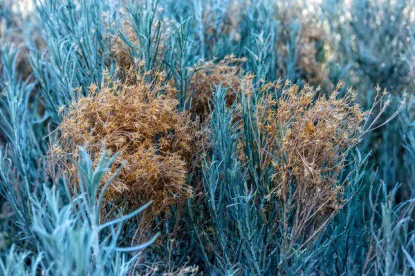 Fresh 100 Blue Rabbit Bush Seeds For Planting Hardy Perennial Garden