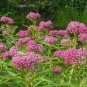Fresh Vancefelkel Swamp Milkweed Seeds For Monarch Butterflies 200 Pcs Swamp Milkweed Garden