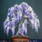 Fresh Purple Wisteria Bonsai Tree Seeds 10 Pack Highly Prized Flowering Bonsai Wis Garden