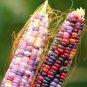 Fresh 250+ Glass Gem Corn Seeds For Planting Vegetables And Fruits Heirloom Seeds Non G Garden