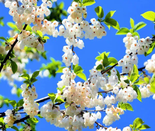 Fresh Carolina Silverbell Tree Seeds For Planting 6 Large Seeds Halesia Carolina S Garden