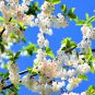 Fresh Carolina Silverbell Tree Seeds For Planting 6 Large Seeds Halesia Carolina S Garden