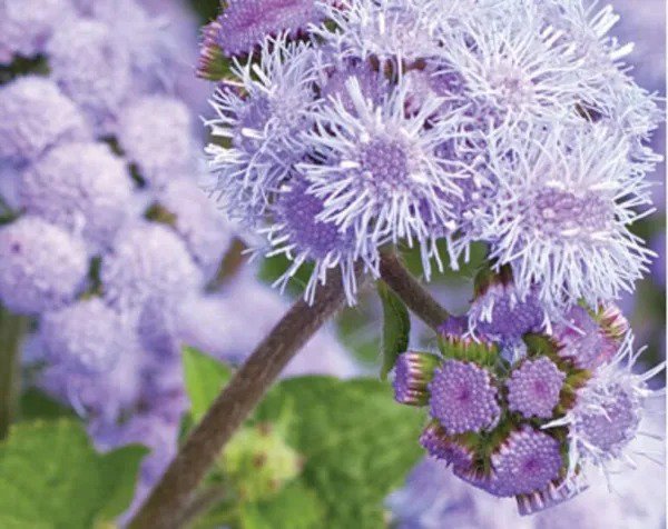 Fresh Blue Planet Ageratum Flower Seeds For Planting (1 000 Seeds) Ageratum Houstoni Garden