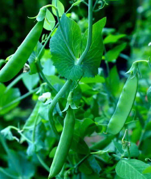 Fresh 100+ Sugar Snap Pea Seeds For Planting Garden