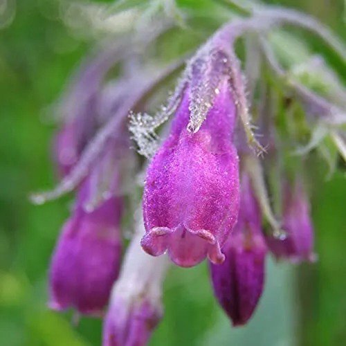 Fresh 200 Pcs Symphytum Officinale Comfrey Seeds Garden