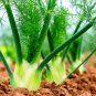 Fresh 100 Fennel Vegetable Seeds For Planting Grow Preludio Fennel Bulbs For Cuisine Garden