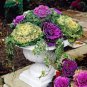 Fresh 30 Ornamental Cabbage Seeds Colorful And Exotic Decoration Plants Garden
