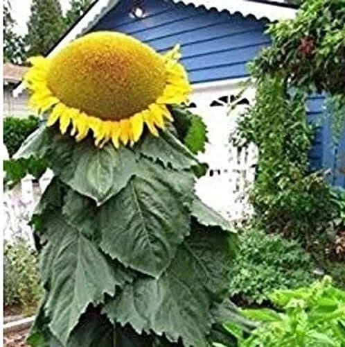 Fresh Biggest Sunflower In The World 10 Seeds To Grow Mongolian Sunflower Seeds H Garden
