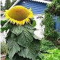 Fresh Biggest Sunflower In The World 10 Seeds To Grow Mongolian Sunflower Seeds H Garden
