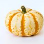 Fresh 10 Dwarf Tiger Striped Pumpkin Seeds Colorful Fall Decor 10 Seeds Garden