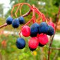 Fresh 30 Nannyberry Seeds For Planting Viburnum Lentago Garden