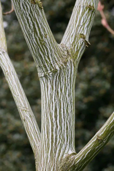 Fresh 20 Striped Maple Tree Seeds Acer Pensylvanicum Garden