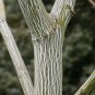 Fresh 20 Striped Maple Tree Seeds Acer Pensylvanicum Garden
