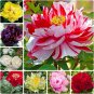 Fresh Peony Seeds 15 Seeds Mixed Colors Great For Bonsai Or Outdoor Gr Garden