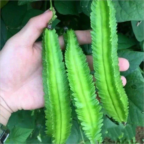 Fresh 15 Wing Bean Seeds For Planting Exotic Asian Winged Bean Garden