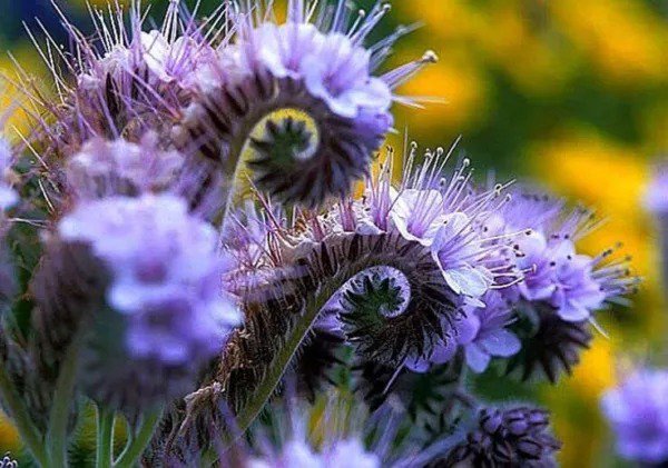 Fresh Lacy Phacelia Wildflower Seeds 250 Seeds Garden