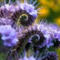 Fresh Lacy Phacelia Wildflower Seeds 250 Seeds Garden