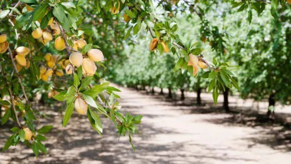 Fresh Almond Tree Seeds 10 Seeds Grow Almonds Trees Garden