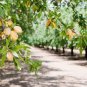Fresh Almond Tree Seeds 10 Seeds Grow Almonds Trees Garden