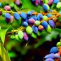 Fresh 20 Oregon Grape Seeds For Planting Stunning Ornamental Fruit Bearing Plant B Garden