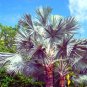 Fresh King Palm Seeds For Planting 5 Seeds Garden
