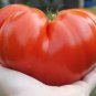 Fresh Steakhouse Tomato Seeds For Planting (25 Seeds) Non Gmo Large Beefsteak P Garden