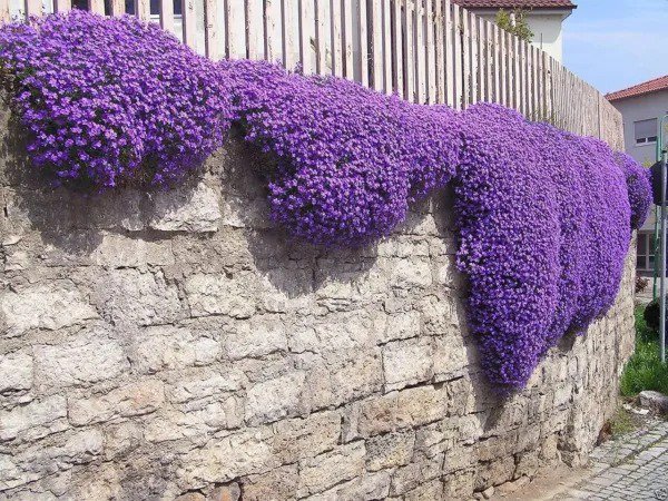 Fresh 100 Aubrieta Seeds Cascade Purple Flower Seeds Rock Cress Perennial Deer Re Garden
