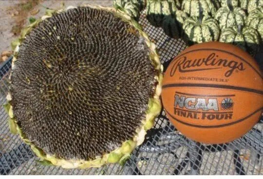Fresh 100 Organic Mongolian Giant Sunflower Seeds For Plantingnon Gmo Panasiaheirloo Garden