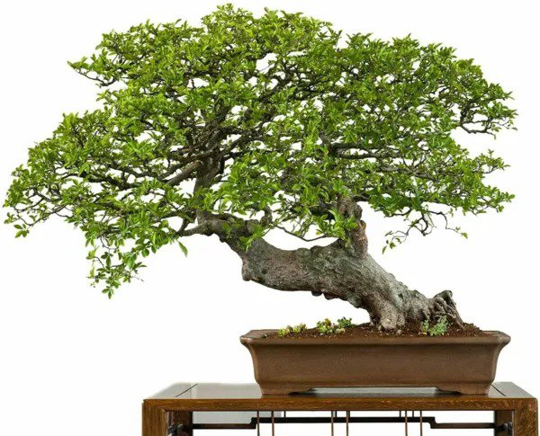 Fresh Jocadew Chinese Elm Bonsai Tree Prized Bonsai Specimen Jocad (50 Seeds) Garden