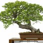 Fresh Jocadew Chinese Elm Bonsai Tree Prized Bonsai Specimen Jocad (50 Seeds) Garden