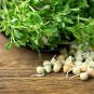 Fresh Lentils Sprouts Seeds (100 Seeds) Grow Tasty And Delicious Sprouts In Just Water Garden