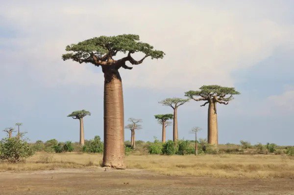 Fresh Baobab Tree Seeds 5 Seeds To Grow Highly Prized Baobab Tree Ships From Iow Garden