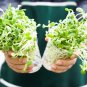 Fresh Sunflower Sprouts Seeds (200 Seeds) Grow Tasty And Delicious Sprouts In Just Wat Garden