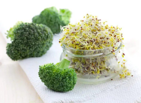 Fresh Broccoli Sprouts Seed (500 Seeds) Easy And Fast Growing Very Healthy Microgreen Garden