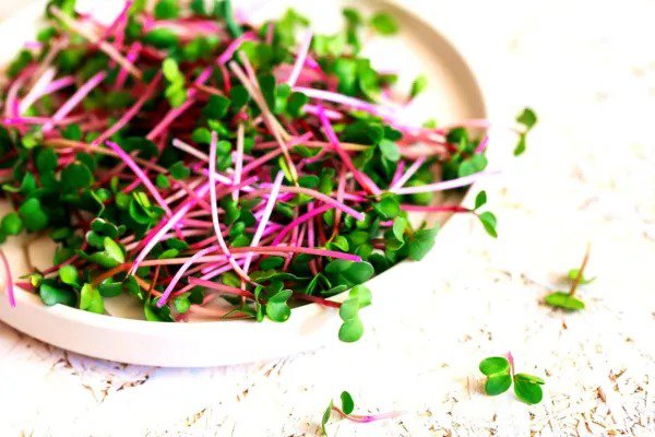 Fresh Radish Sprouts Seed (250 Seeds) Easy And Fast Growing Very Healthy Microgreens Garden
