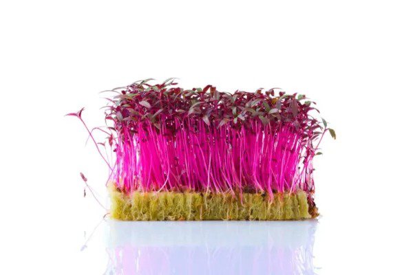 Fresh Red Amaranth Microgreen Sprouts Seed For Planting (500 Seeds) Garden