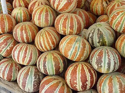 Fresh 10 Kajari Melon Seeds Cucumis Melo Indian Delhi Melon Seeds 10 Seeds For Pla Garden