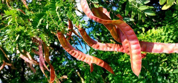 Fresh Thornless Honey Locust Seeds For Planting (12 Seeds) Gleditsia Triacanthos Ine Garden