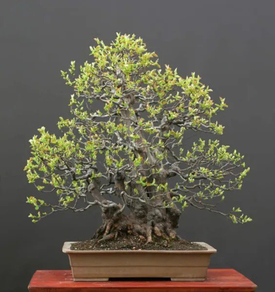 Fresh Chinese Quince Bonsai Tree Seeds For Planting (20 Seeds) Chaenomeles Sinensis Garden