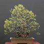 Fresh Chinese Quince Bonsai Tree Seeds For Planting (20 Seeds) Chaenomeles Sinensis Garden