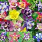 Fresh Multicolor Columbine Seeds For Planting (100 Seeds) Non Gmo Glass Mckana Col Garden