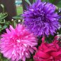 Fresh Aster Flower Seeds For Planting 100 Seeds Beautiful Annual Great Cut Flower Garden